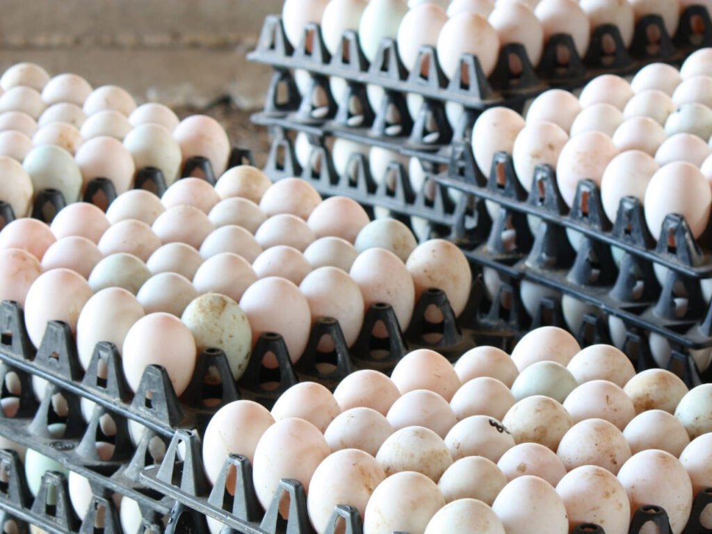 Duck eggs in trays
