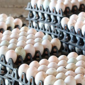 Duck eggs in trays