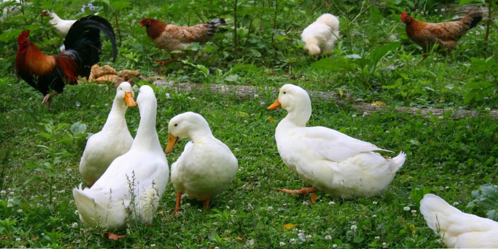 Home 14 Ducks and chicken foraging together