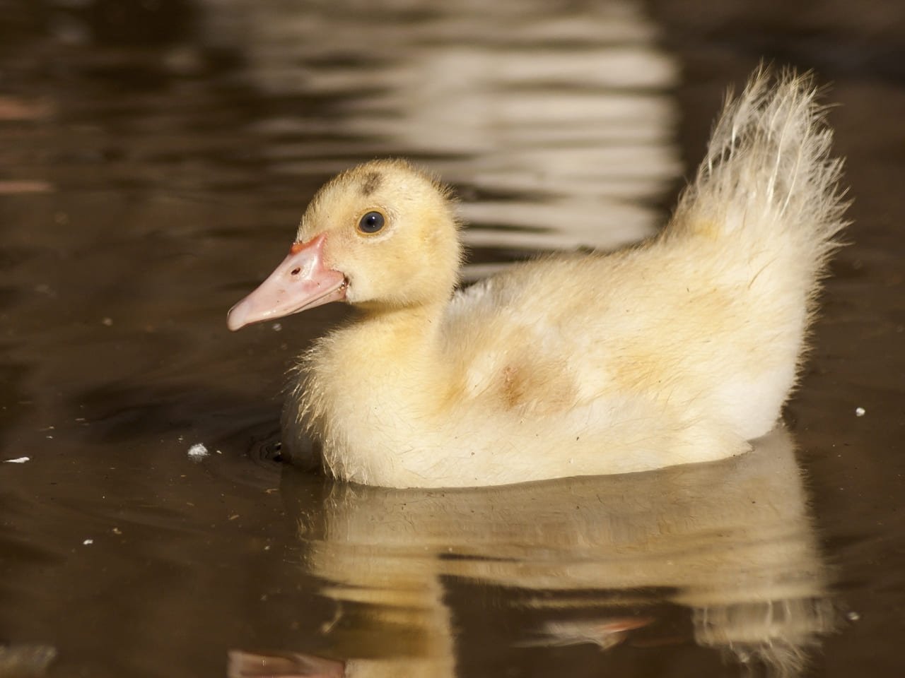 Ducklings 10 pekin duckling