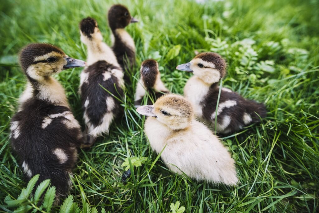 Ducklings looking for food in grass