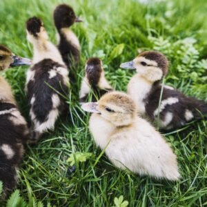 Ducklings looking for food in grass