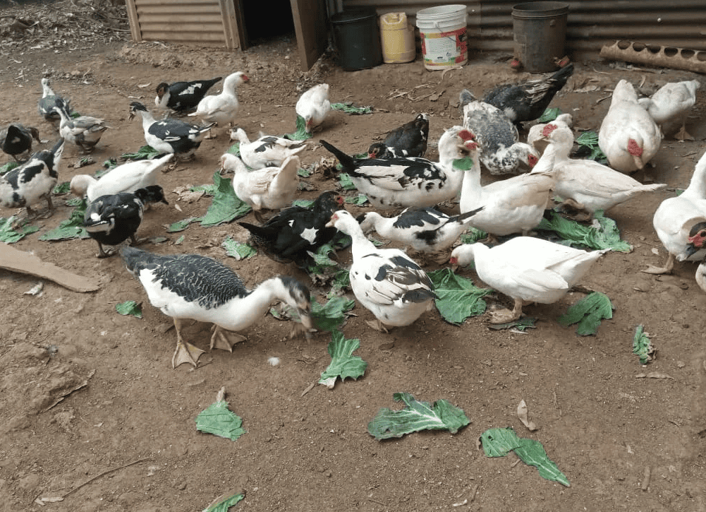 Ducks at Nera Farm Feeding on Vegetables