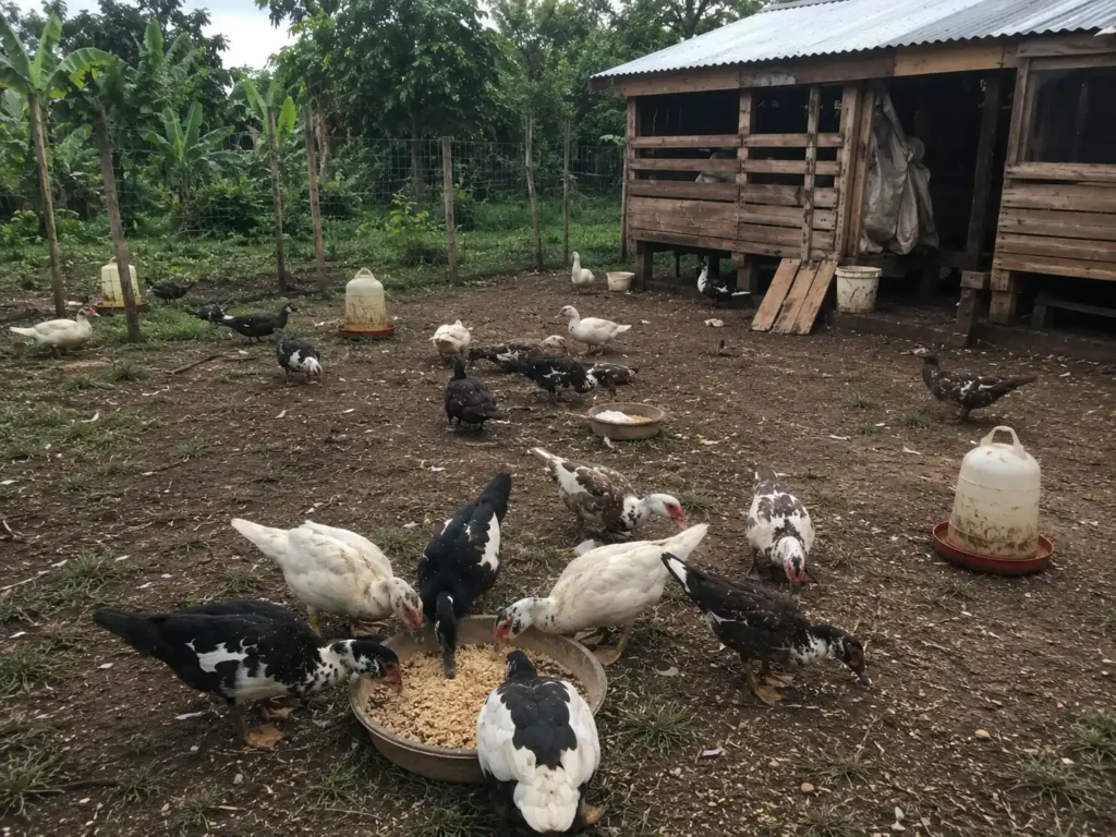 Cost of Starting Duck Farming in Kenya (Beginner Budget Guide) 3 Ducks feeding in a small farm