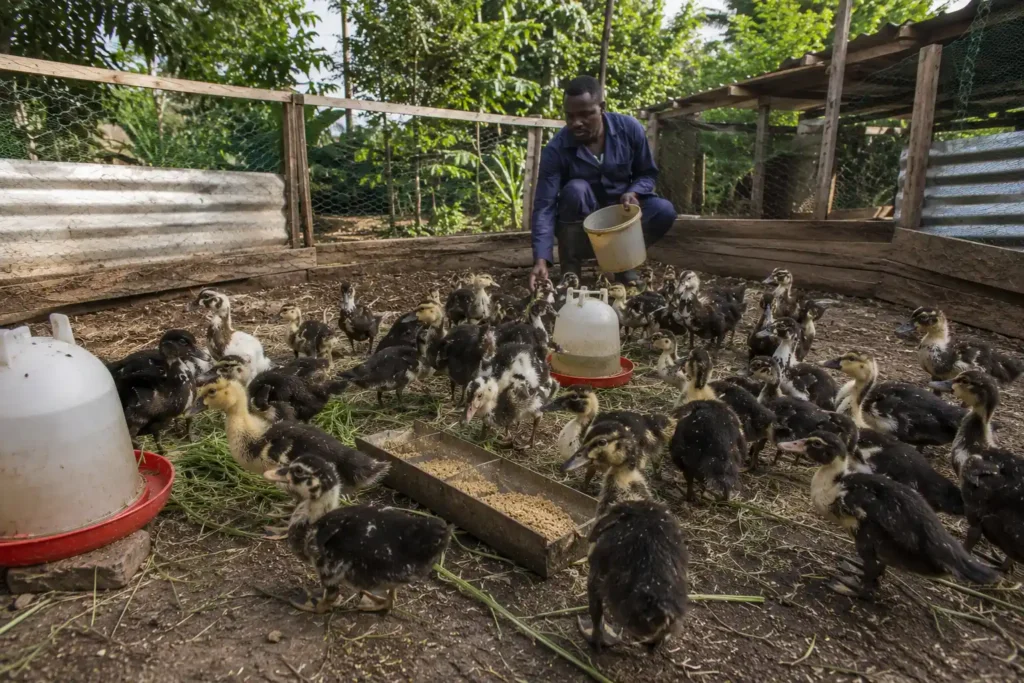 Farmer feeding ducklings