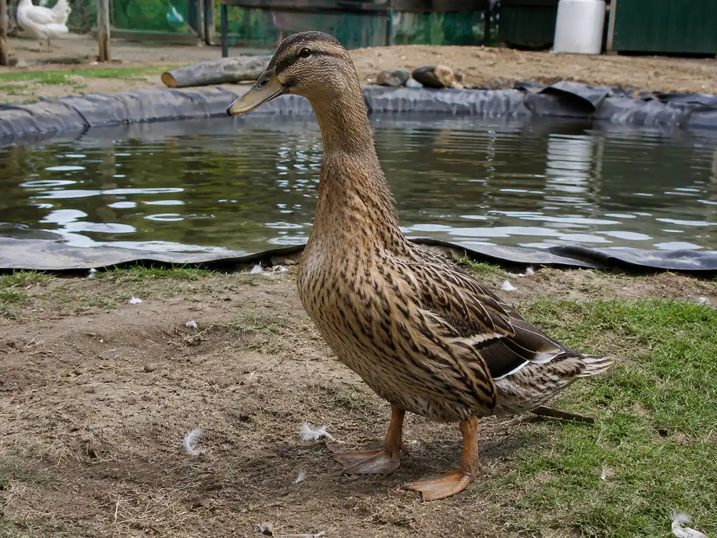 Ducklings 8 Female roeun duck