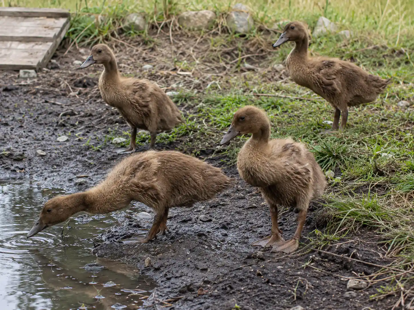 Ducklings 7 Khaki campbell ducklings